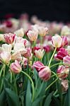 Tulip Stock Photo