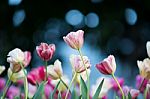 Tulip Stock Photo