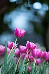 Tulip Stock Photo