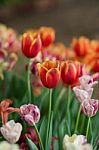 Tulip Stock Photo