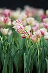 Tulip Stock Photo