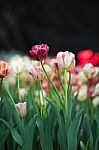 Tulip Stock Photo