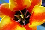 Tulip Stock Photo