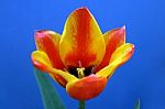 Tulip Stock Photo