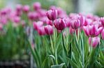 Tulip Stock Photo