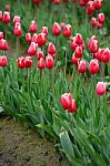 Tulip Blossom Stock Photo