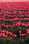 Tulip Farm Stock Photo