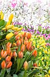 Tulip Field Stock Photo