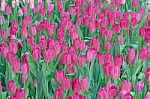 Tulip Field Stock Photo