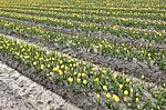 Tulip Flowers In The Farm Stock Photo