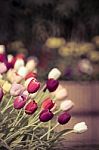 Tulips In Retro Color Style Stock Photo