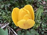 Tulips In The Garden Stock Photo