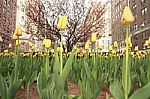 Tulips On Park Avenue Stock Photo