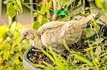 Turtledove Stock Photo