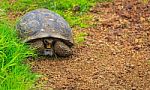 Turtles On Santa Cruz (galapagos) Stock Photo