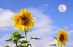 Two Common Sunflower In Sky Background Stock Photo