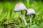 Two Garden Mushrooms Between Grass Stock Photo