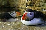 Two Relaxed Puffins Stock Photo