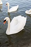 Two White Swan Birds On The River Stock Photo