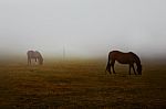 Two Wild Brown Horses Grazing Pastures With Foggy Weather Stock Photo