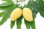 Two Yellow Mango Leaf On White Background Stock Photo