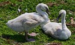 Two Young Swans Together On The Grass Stock Photo