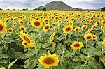 Unflowers Stock Photo