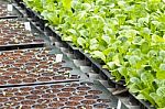 Vegetable Seedlings Stock Photo