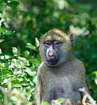 Very Funny Baboon's Portrait Stock Photo