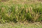 Vetiver Grass Or Vetiveria Zizanioides Stock Photo