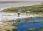 VicuÃ±as Graze In The Atacama, Chile-argentina-bolivia Stock Photo