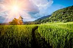 View Of Landscape Rice Field And Mountain At Chaingmai,thailand Stock Photo