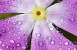 Vinca With Drops Of Dew Stock Photo