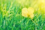 Vintage Landscape Nature Flower Background Stock Photo