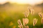 Vintage Photo Of Close Up Soft Focus A Little Wild Flowers  Stock Photo