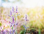 Vintage Style Close Up Soft Focus  little Pink Flowers Background Stock Photo