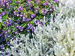 Violet Flower And White Leaves Plant Stock Photo