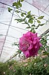 Violet Rose Bush In The Garden Stock Photo