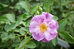 Violet Rose Bush In The Garden Stock Photo