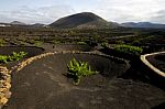 Viticulture  Winery Spain La Geria Crops  Cultivation Stock Photo