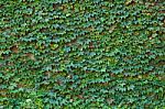 Wall Of Leaves Stock Photo