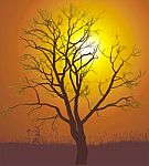 Walnut Tree Sunset Stock Photo