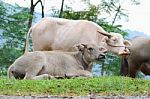 Water Buffalo Stock Photo