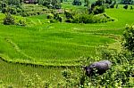 Water Buffalo In A Rice Field In Vietnam Stock Photo