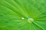 Water Drop On Lotus Leaf Stock Photo