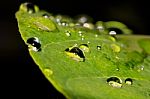 Water Drops On Leaves Stock Photo