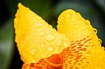 Water Drops On Yellow Flower On Dark Blackground Stock Photo