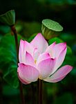 Water Lily Beautiful Lotus Flower Background Stock Photo