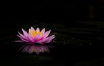 Water Lily Beautiful Lotus Flower Is The Background Stock Photo