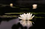 Water Lily Beautiful Lotus Flower Is The Background Stock Photo